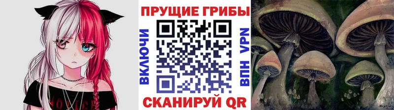 продажа наркотиков Курчатов площадка Telegram Галлюциногенные грибы Cubensis